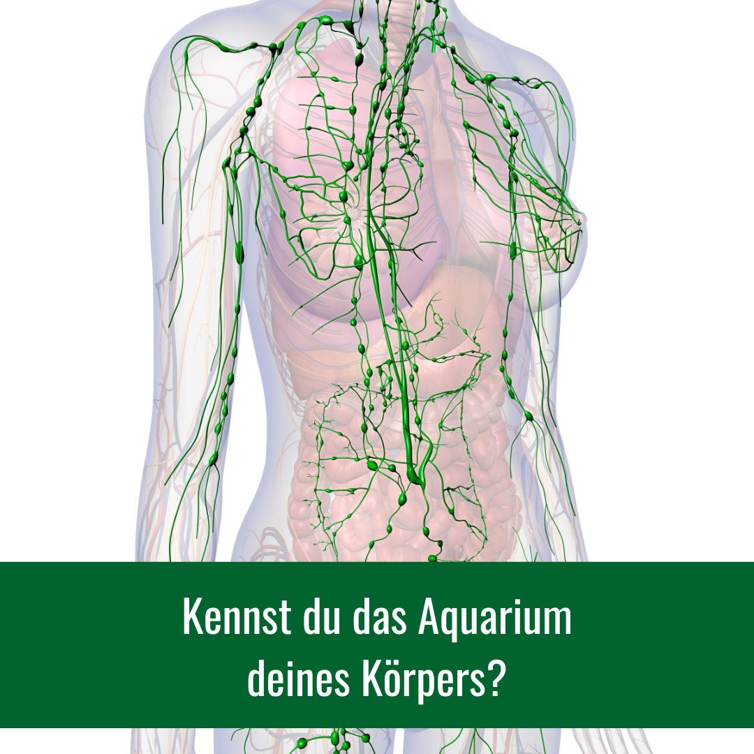 Kennst du das Aquarium deines Körpers?